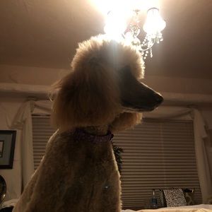 Meet your Posher, Madeline